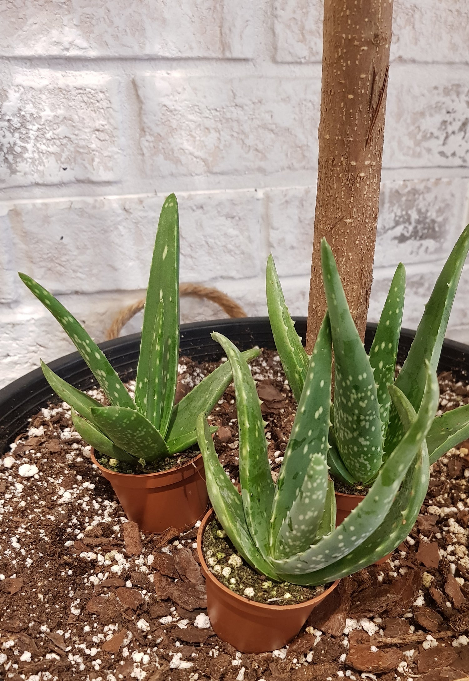 2.5&quot; Aloe plant