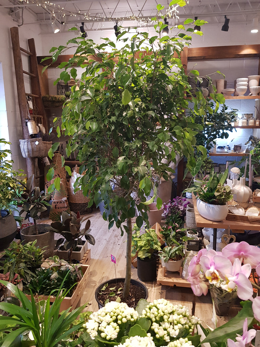 14" Ficus Benjamina
