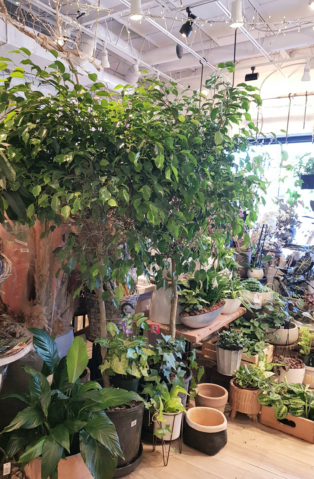 14" Ficus Benjamina