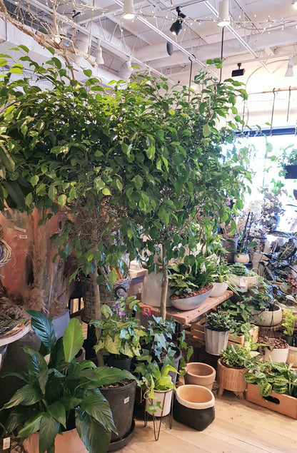 14&quot; Ficus Benjamina