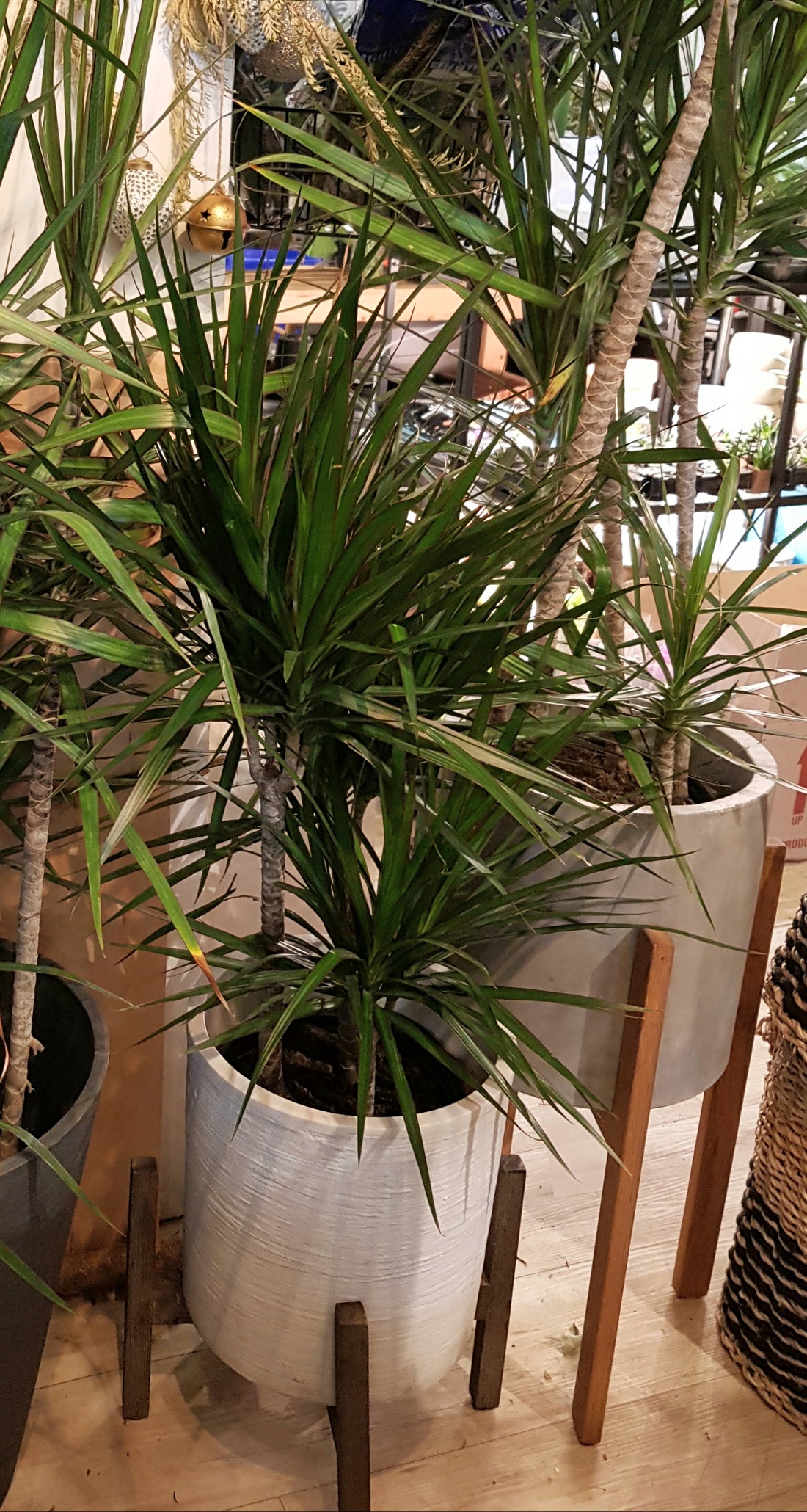 8" Dracaena Marginata Staggered