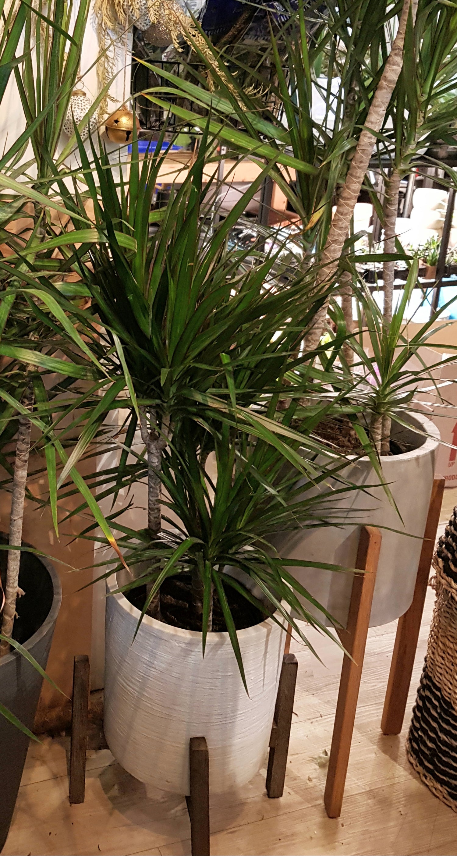 8&quot; Dracaena Marginata Staggered