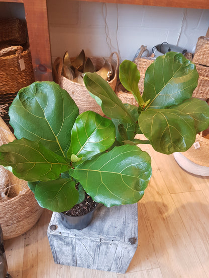 Ficus Lyrata Dwarf (Fiddle leaf fig)