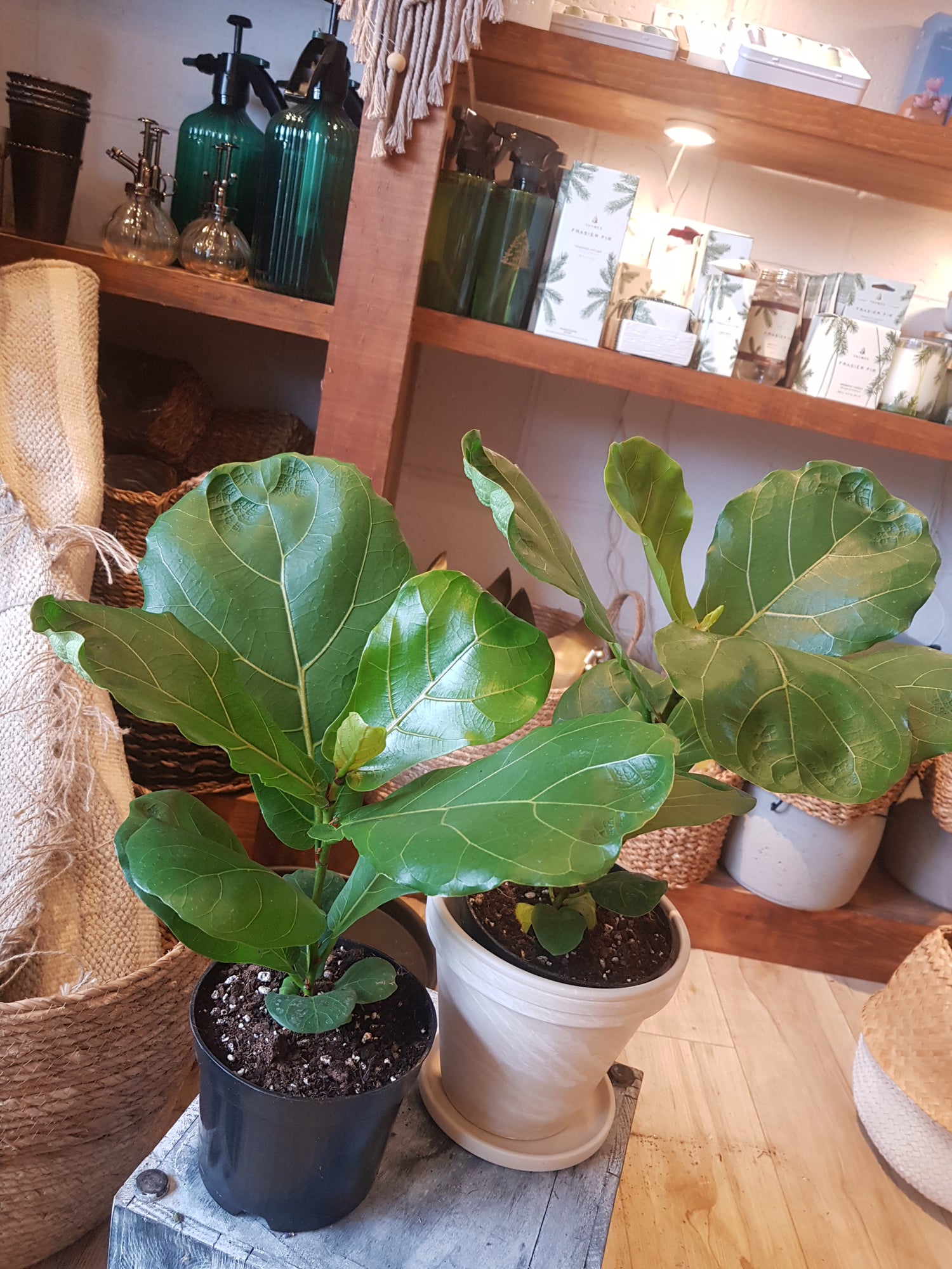 Ficus Lyrata Dwarf (Fiddle leaf fig)