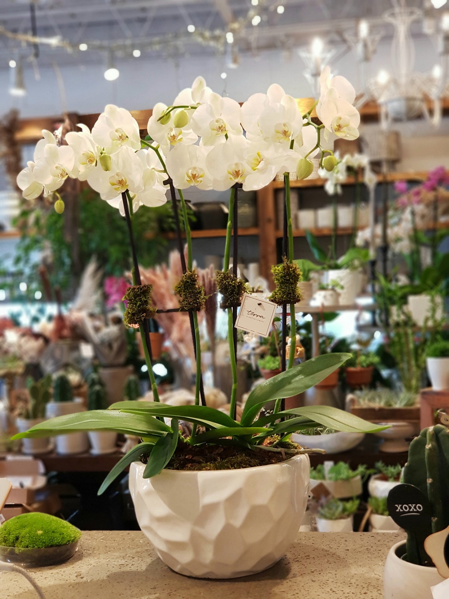 Contemporary Orchid Planter