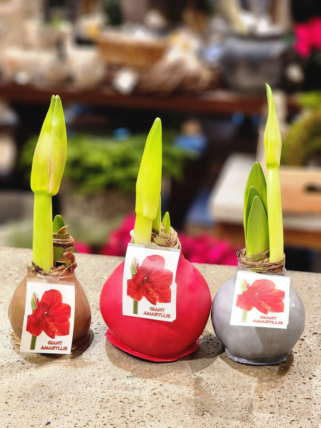 6" Amaryllis in Wax