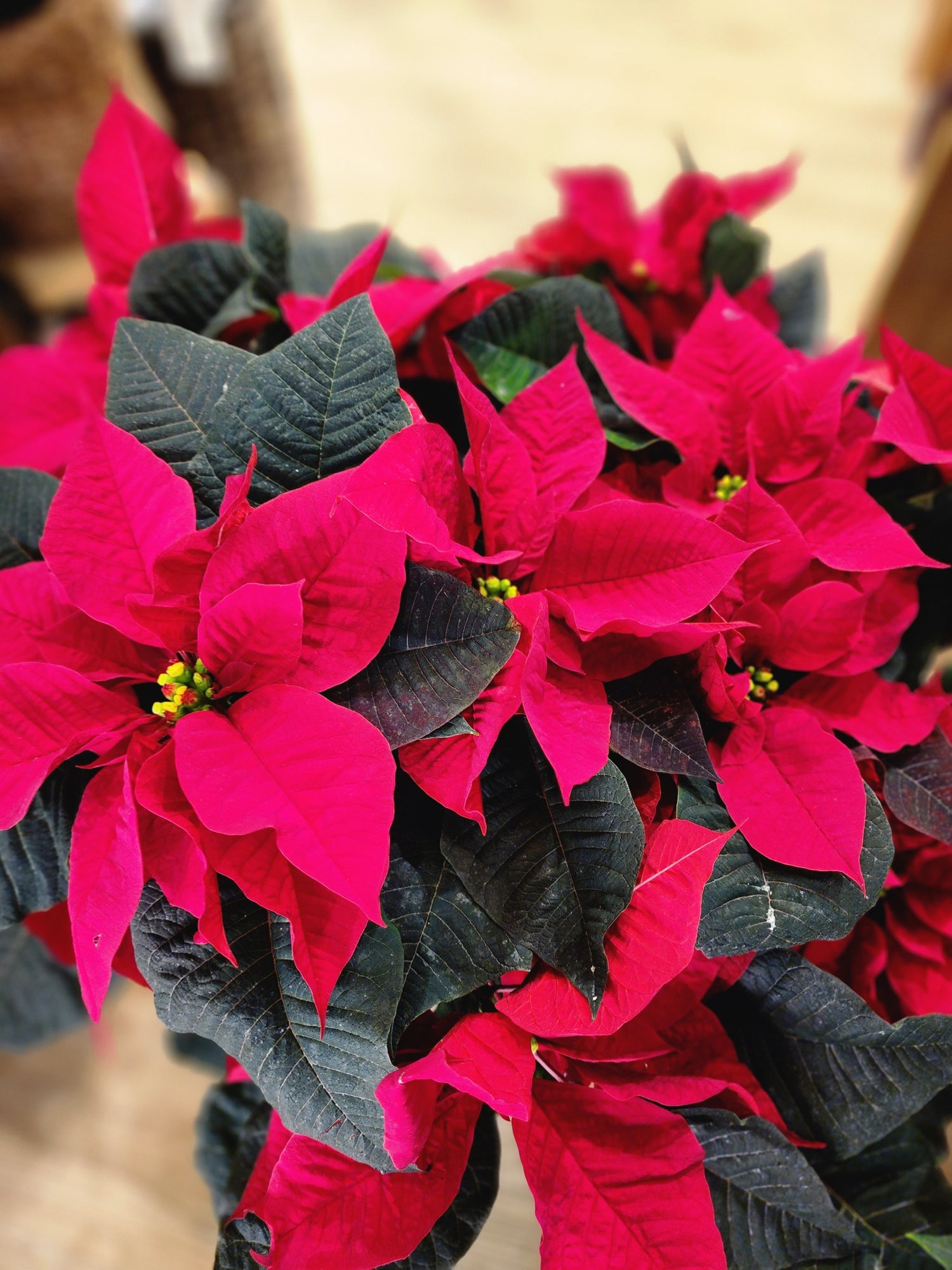 Poinsettia