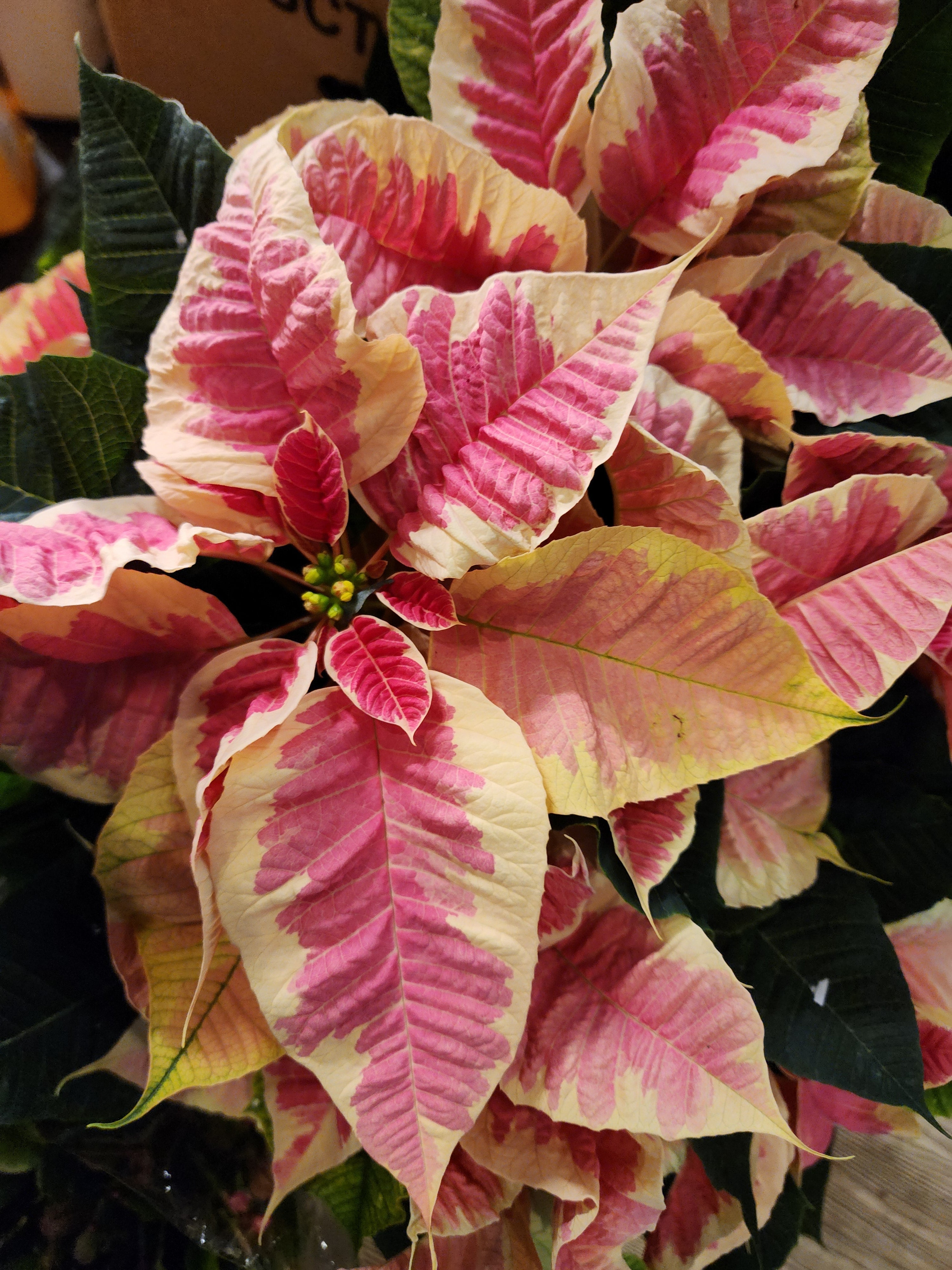 Poinsettia