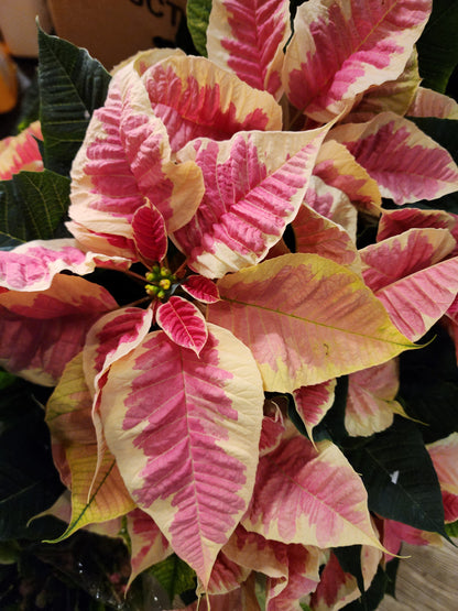 Poinsettia