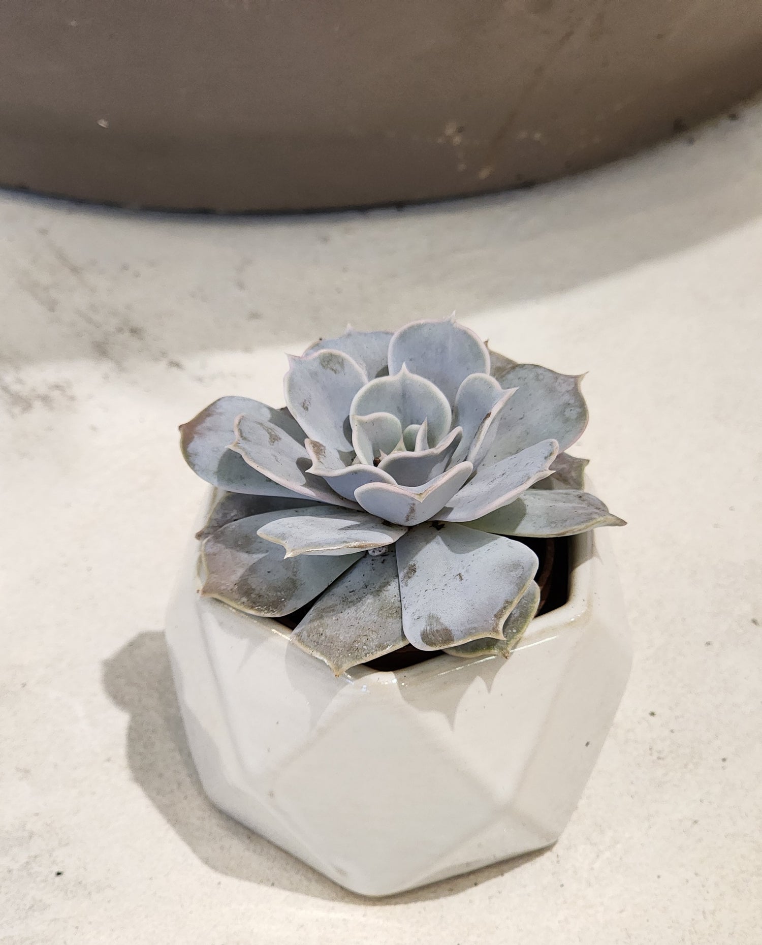 2.5&quot; Succulent in Geometric Ceramics