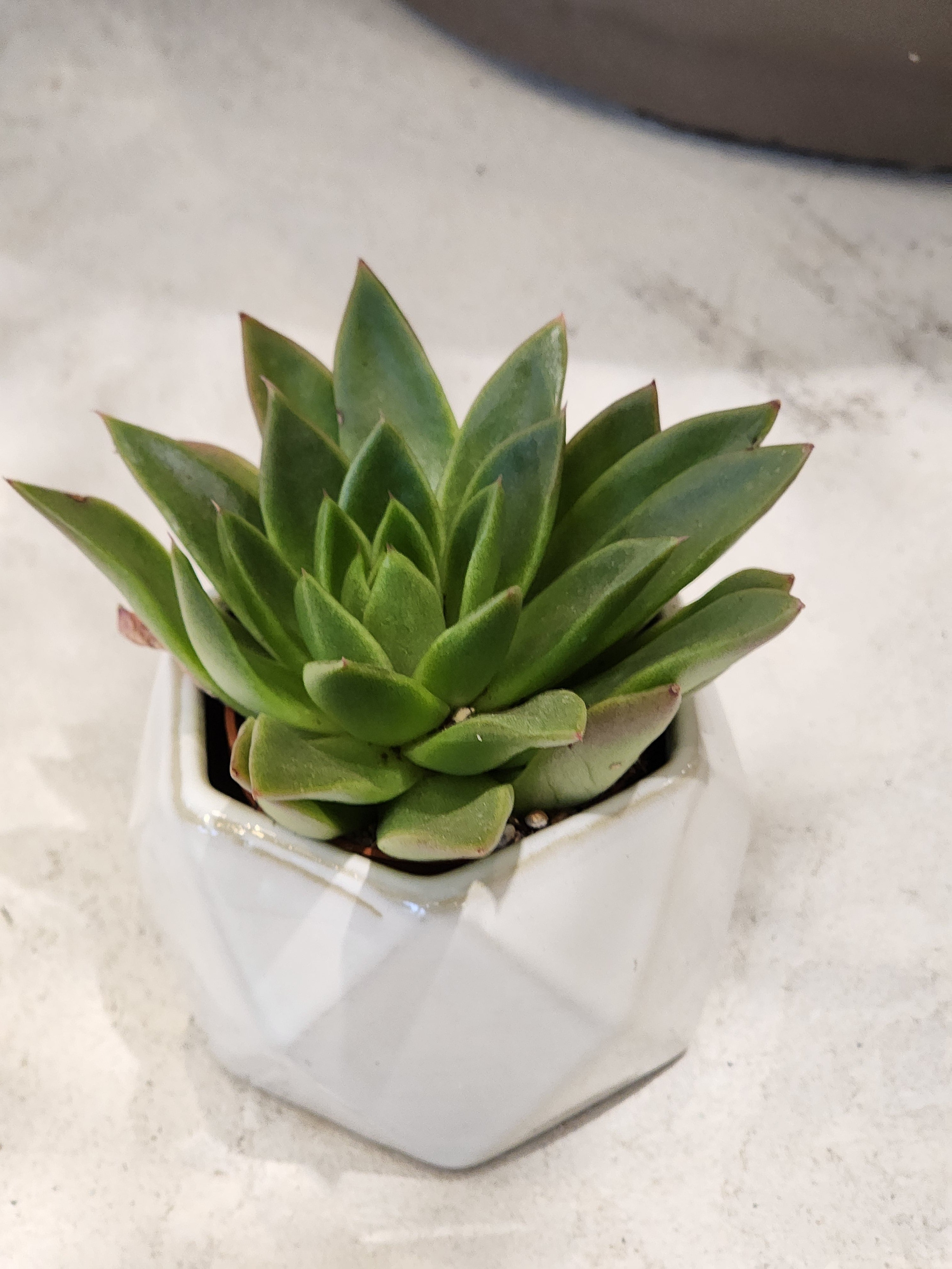 2.5&quot; Succulent in Geometric Ceramics