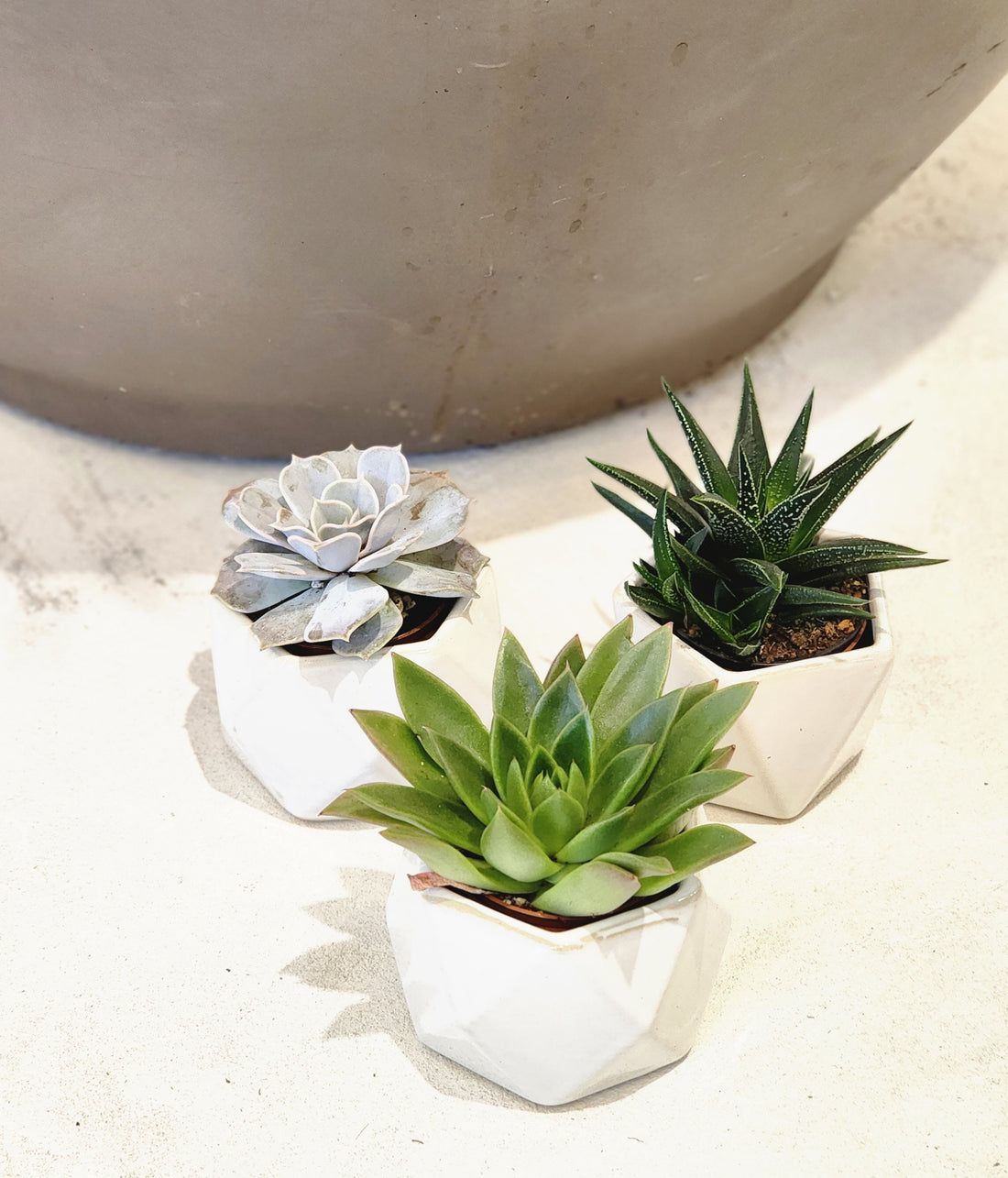 Minimalist Succulents in Geometric Planters-a Set of Three