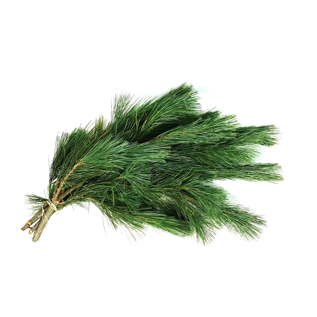 White Pine Bunch