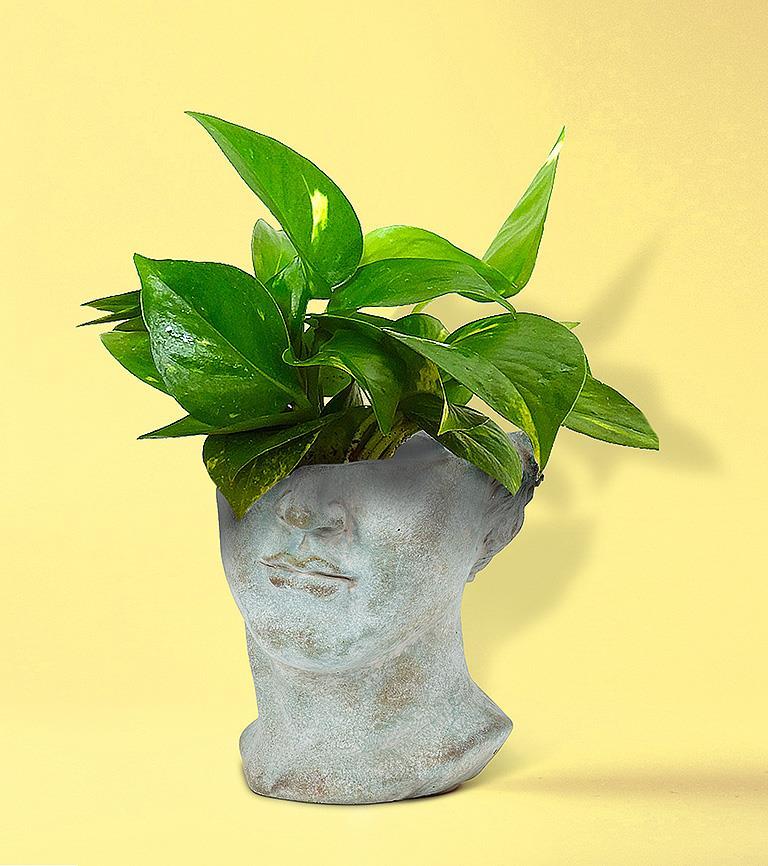 Half Male Face Planter 7&quot;H
