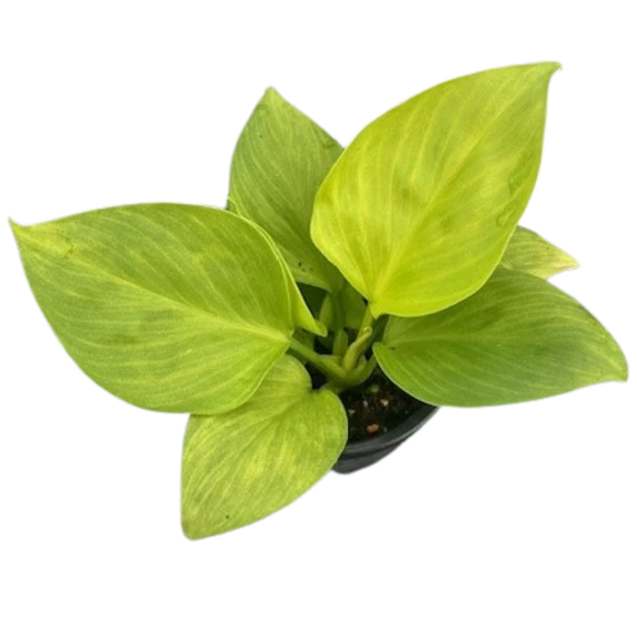 Pothos (Various Sizes)