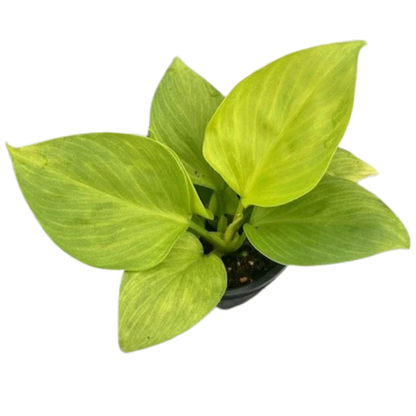 Pothos (Various Sizes)