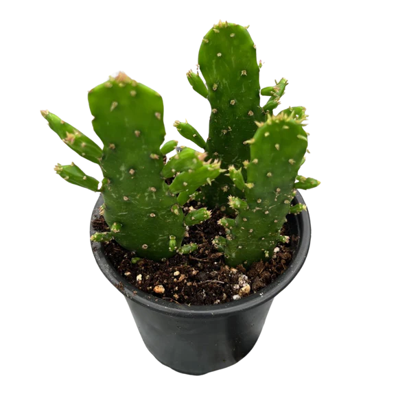 4&quot; Opuntia Monacantha