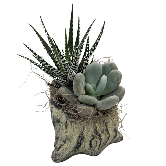 Succulent Mixed Tree Stump