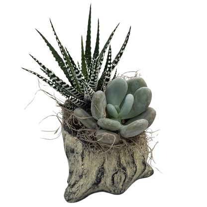 Succulent Mixed Tree Stump