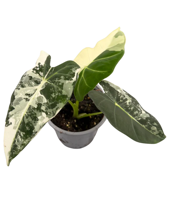 Alocasia Frydek