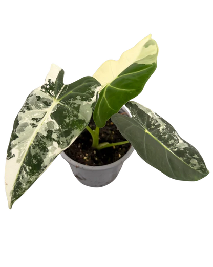Alocasia Frydek