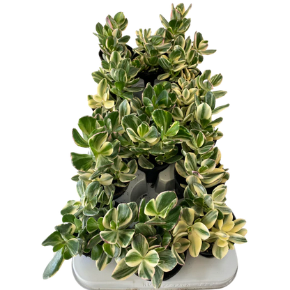 3.5&quot; Crassula Ovata Variegata