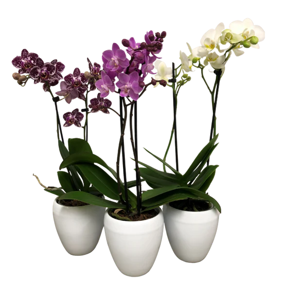 3.5&quot; Double Spike Orchid in Ceramic Planter