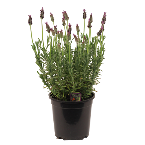 6-inch Flowering French Lavender