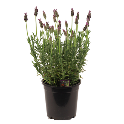 6-inch Flowering French Lavender