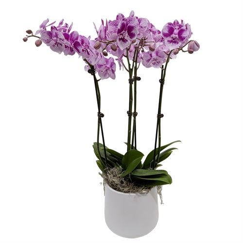 Everyday Casa Garden