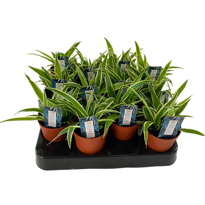 Spider Plants (Various Sizes)