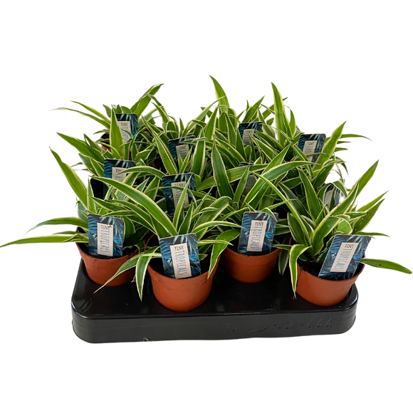 Variegated Spider Plant