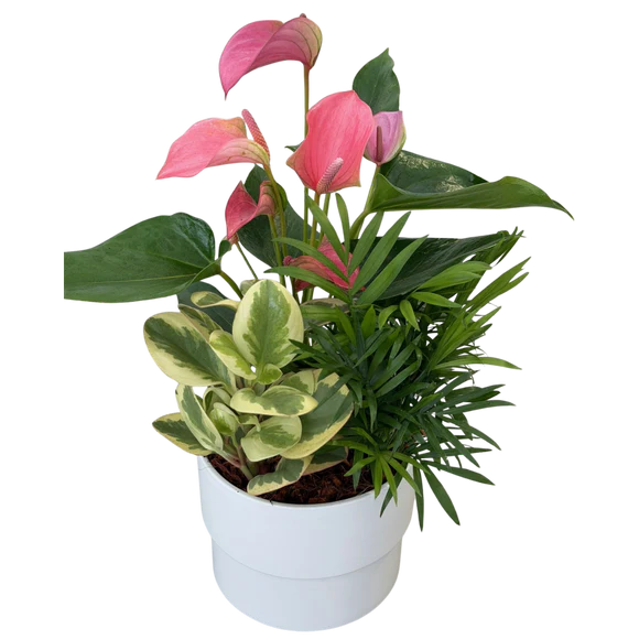 Manon Mixed Anthurium