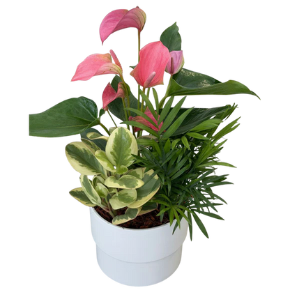 Manon Mixed Anthurium