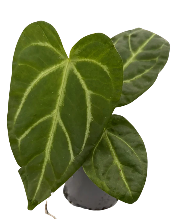 Anthurium Magnificum