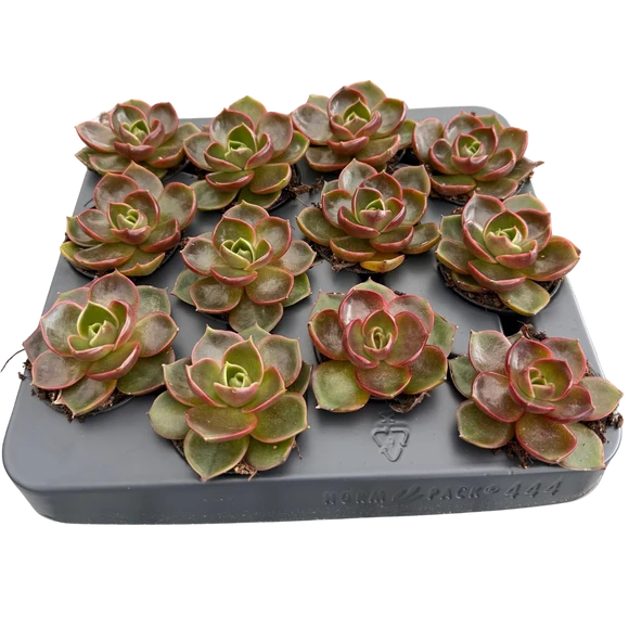 Echeveria