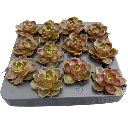 Echeveria