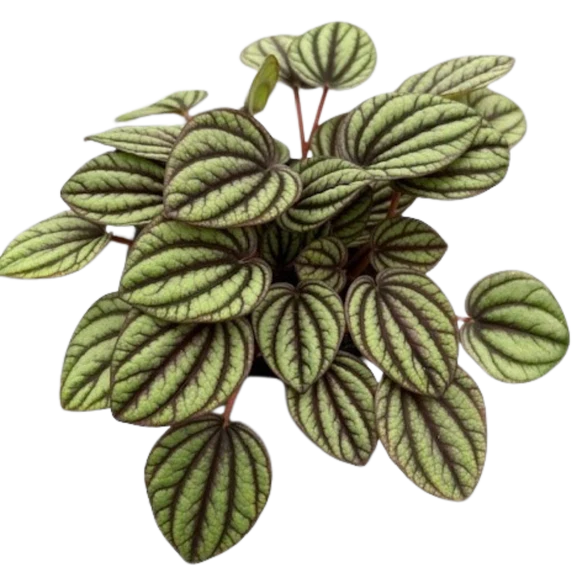 Peperomia Plants Mixed