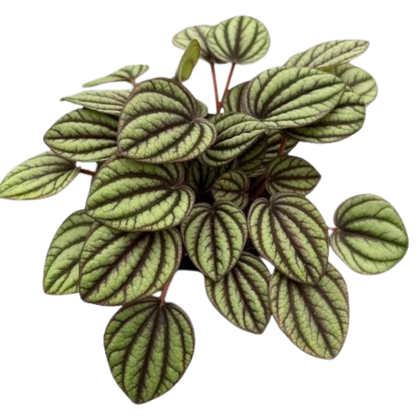 Peperomia Plants Mixed