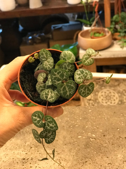 String of Hearts