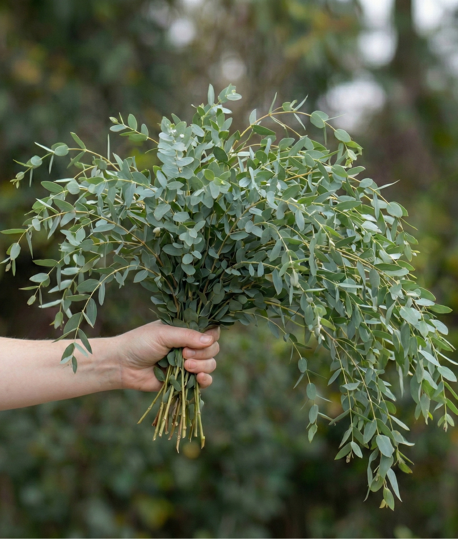 Eucalyptus Parvifolia
