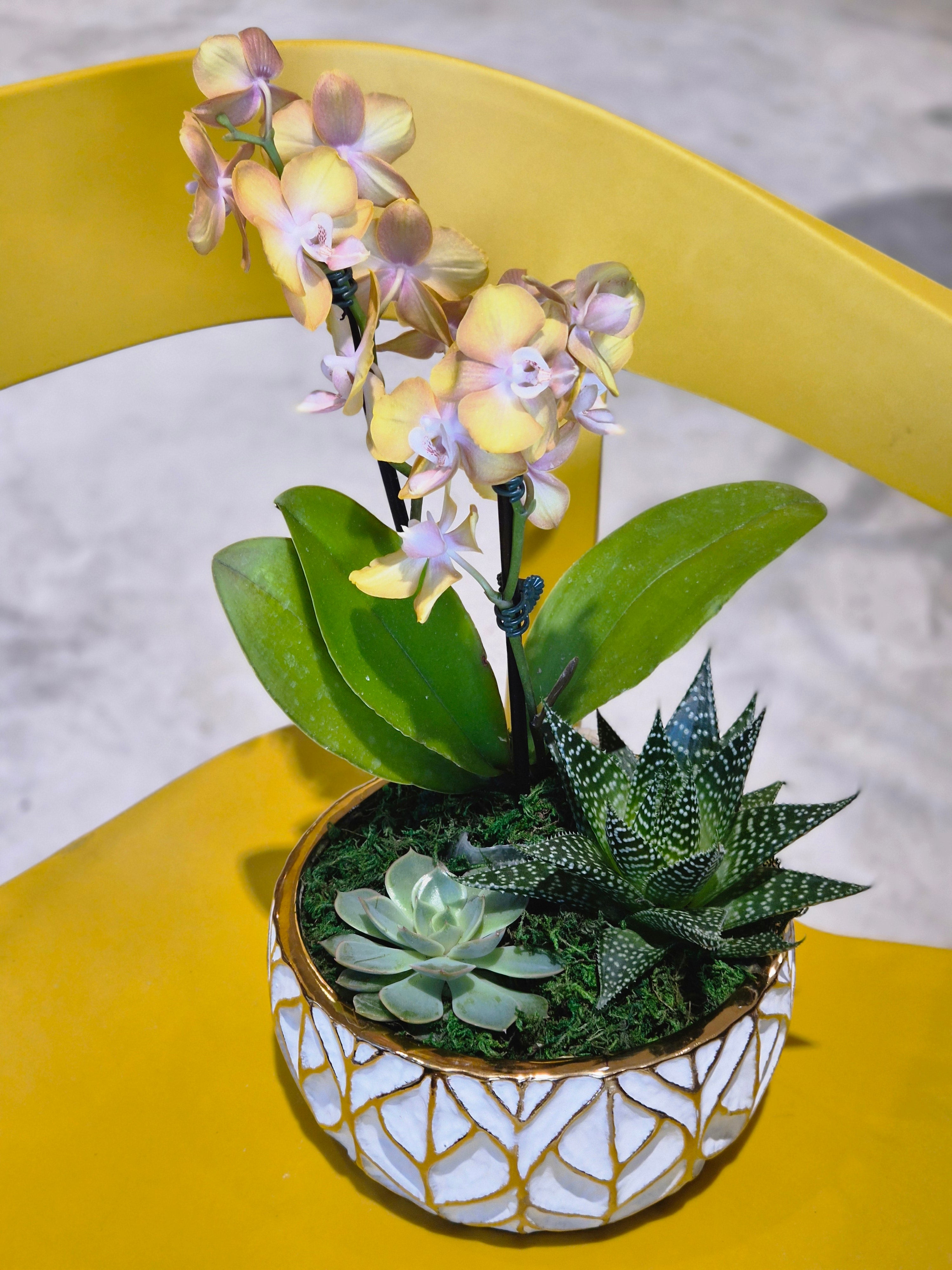 White Gold Leaf Orchid &amp; Succulent planter