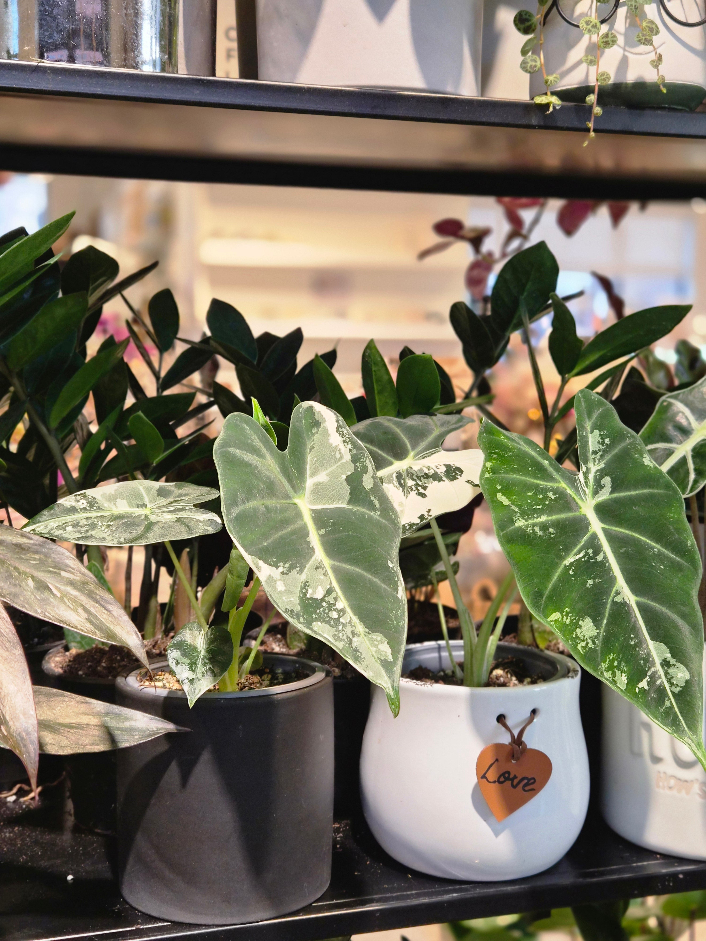Alocasia Frydek