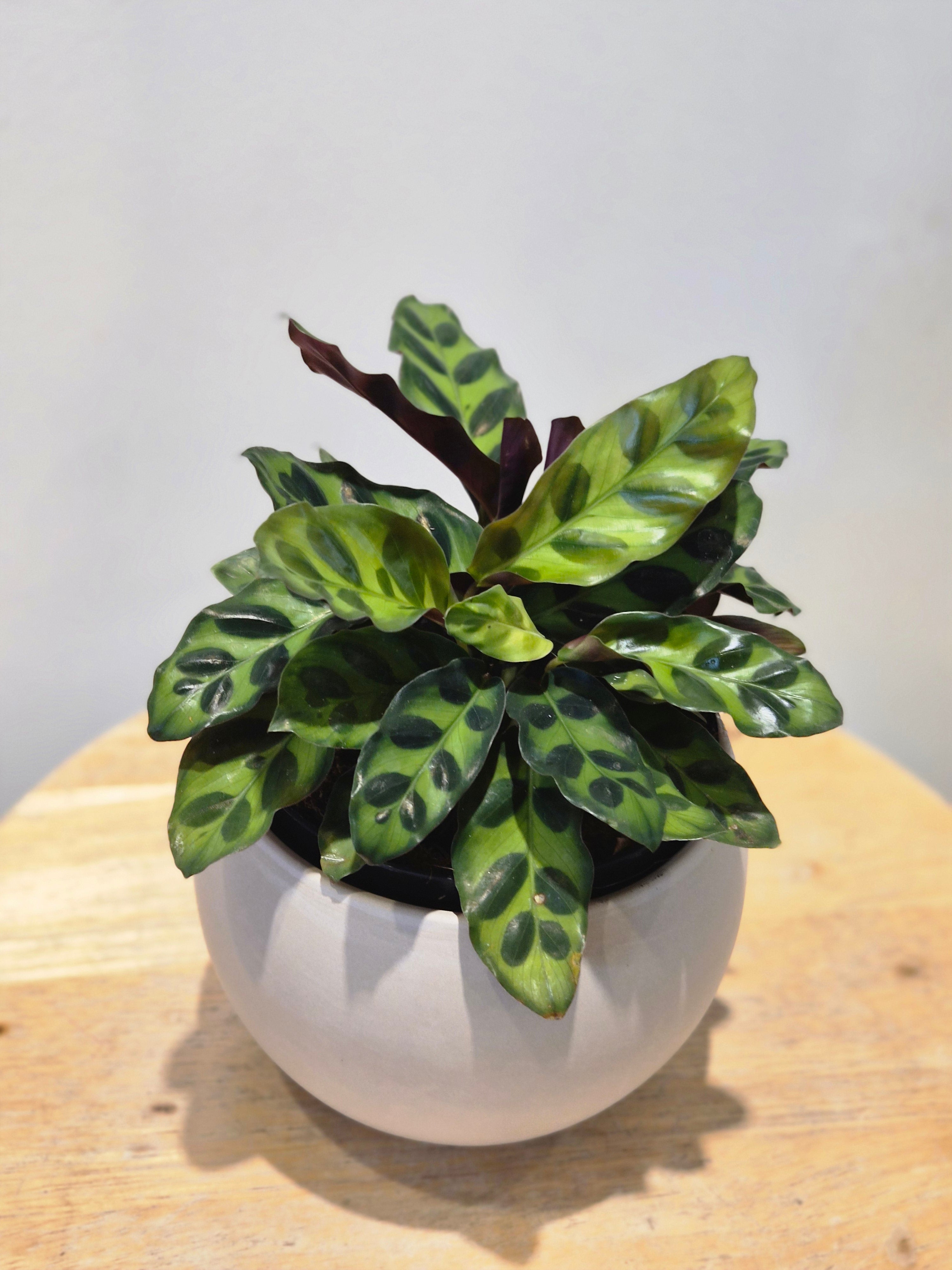 Calathea Rattlesnake