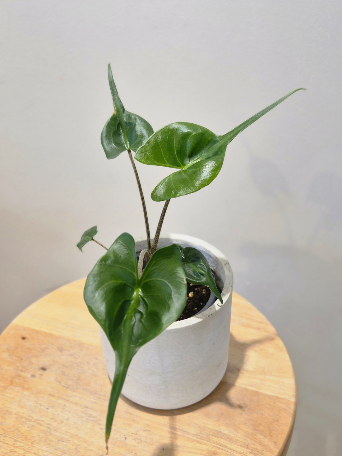 Alocasia Stingray