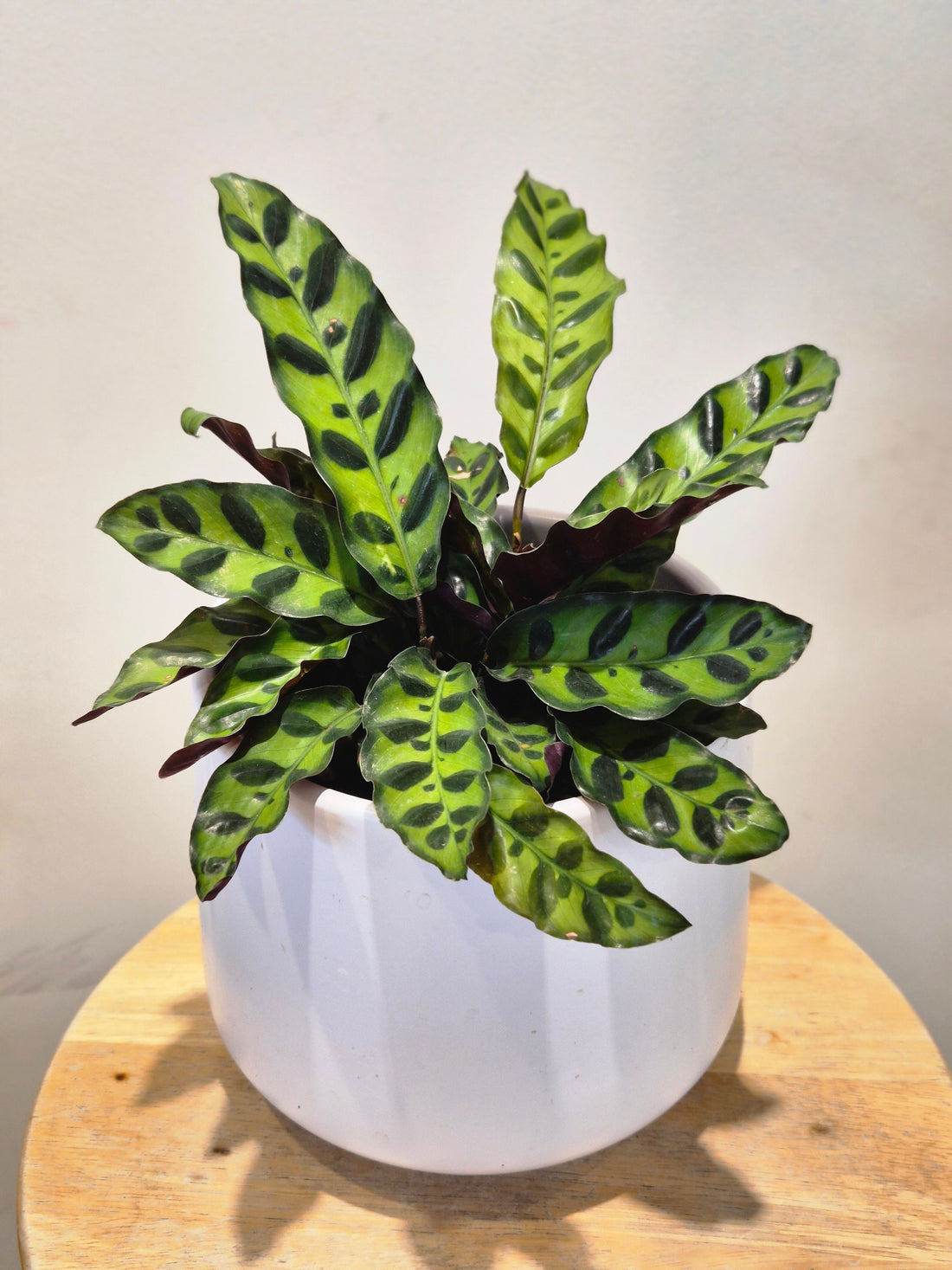 Calathea Rattlesnake