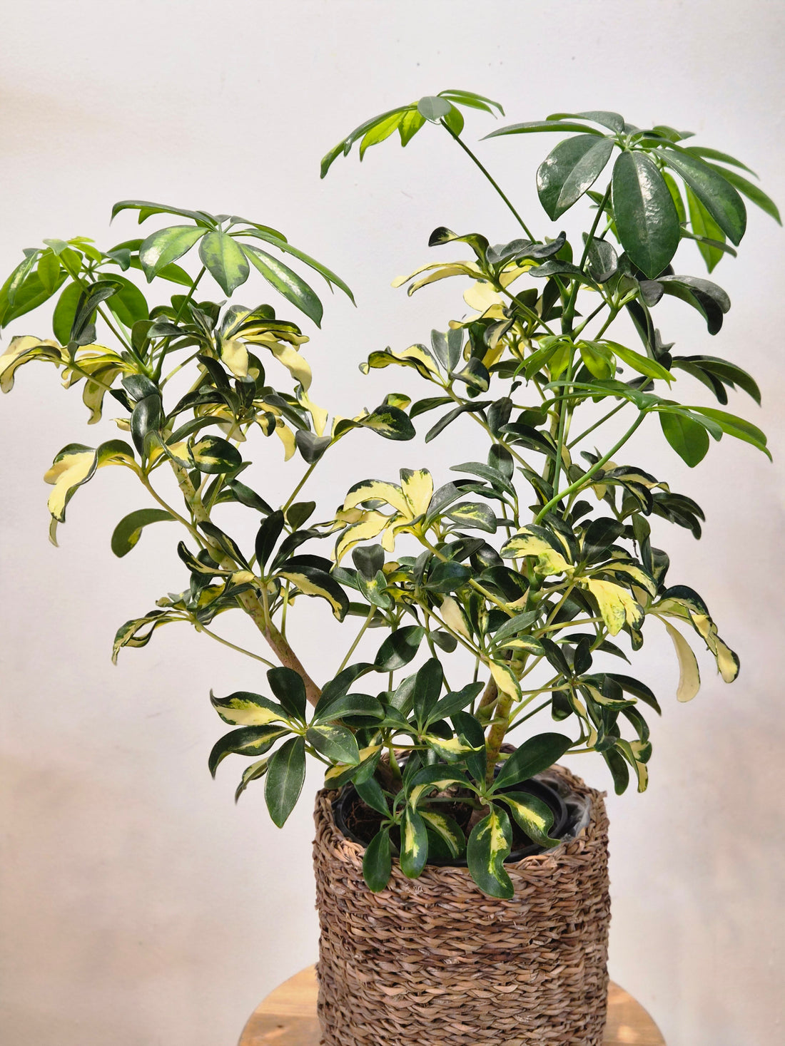 Schefflera Trinette