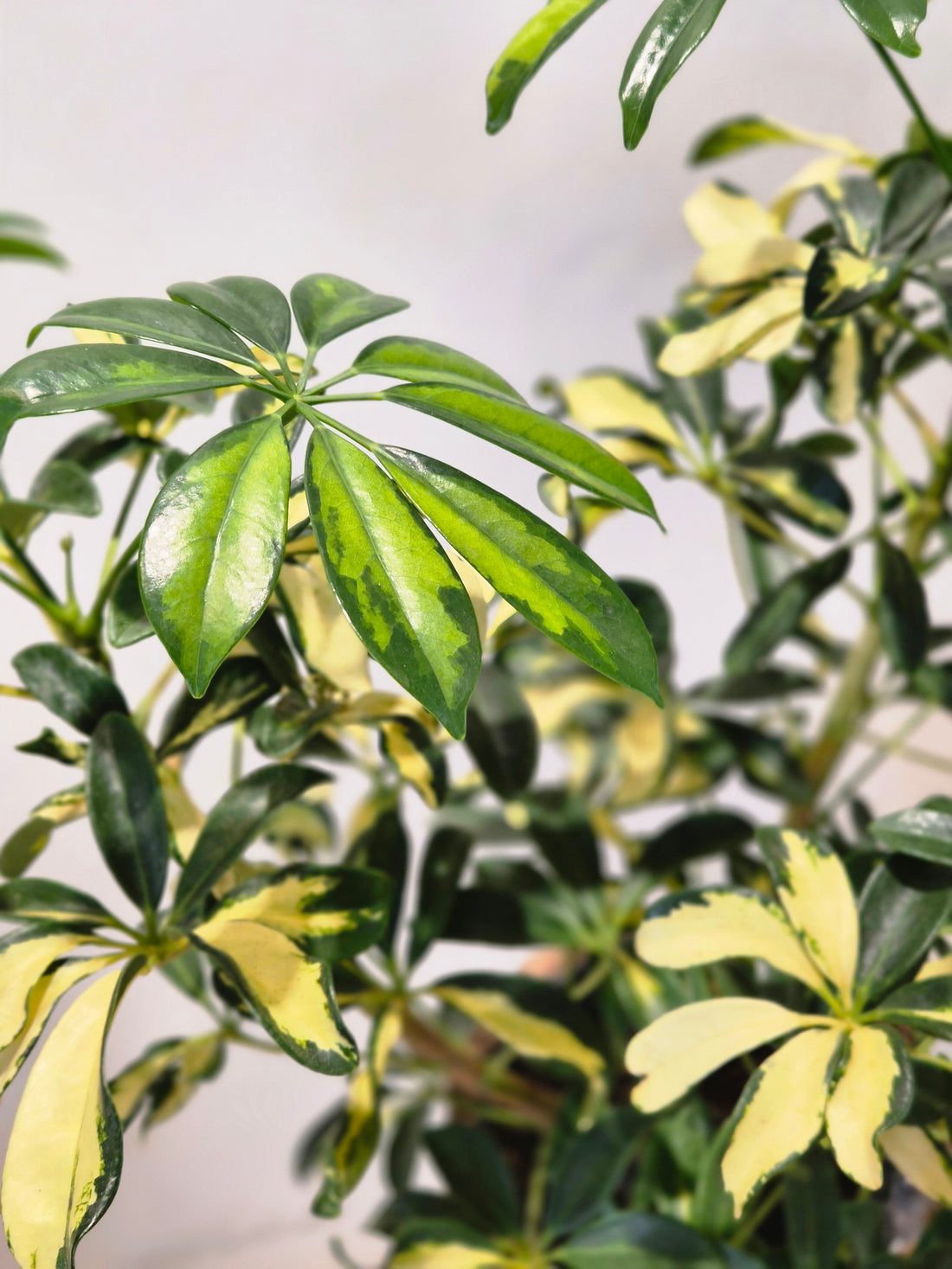 Schefflera Trinette