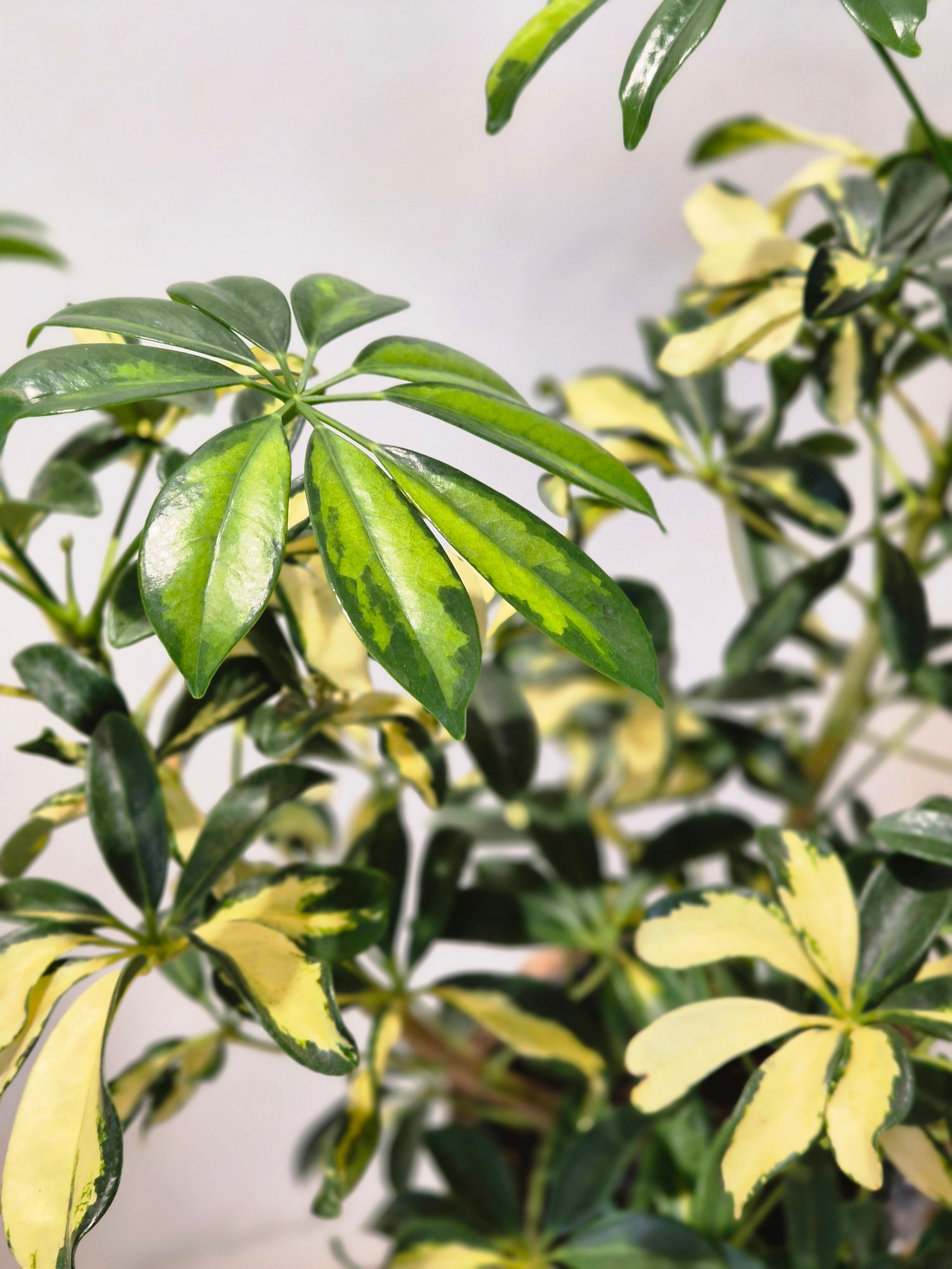 Schefflera Trinette