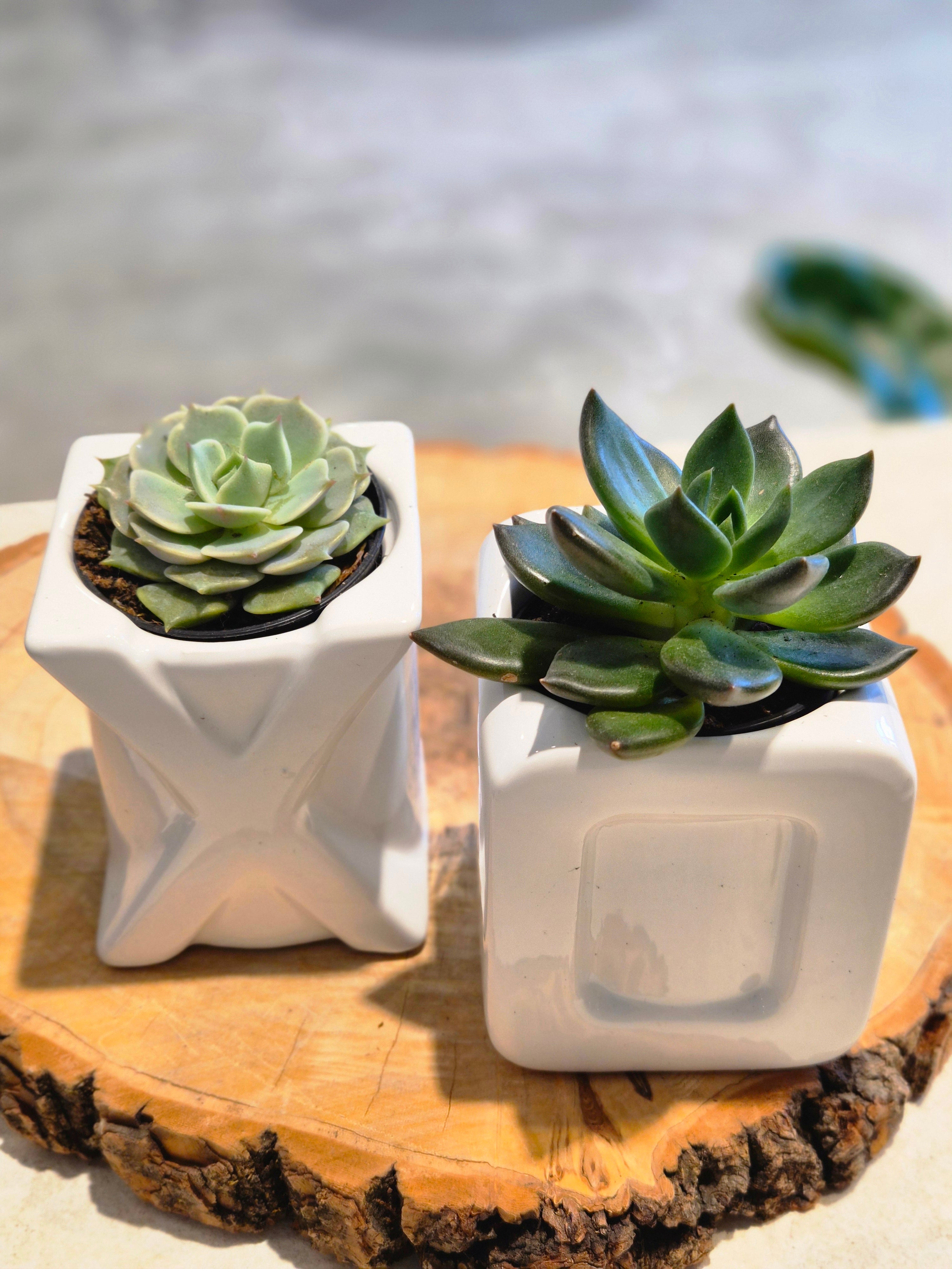 XoXo mini set ceramic